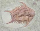 Brightly Colored Foulonia Trilobite - #9873-1